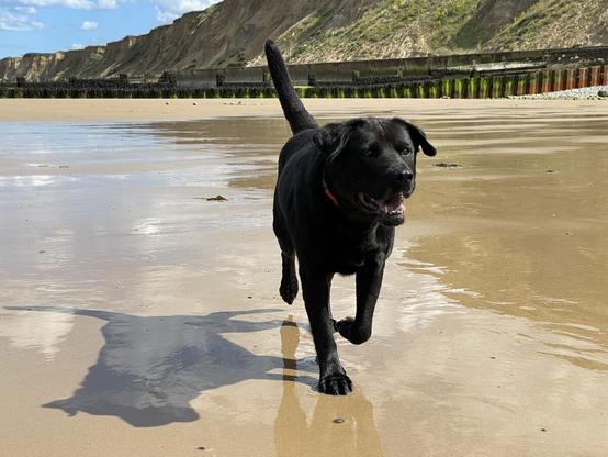 Adult black Labrador cross dog playing on the wet sand of a sunny beach. He's wearing a red collar and a brass identity tag. He has his mouth open and tongue lolling out. The sun is casting his shadow onto the sand next to him. The sea and some seaweed-covered groynes are visible in the background.