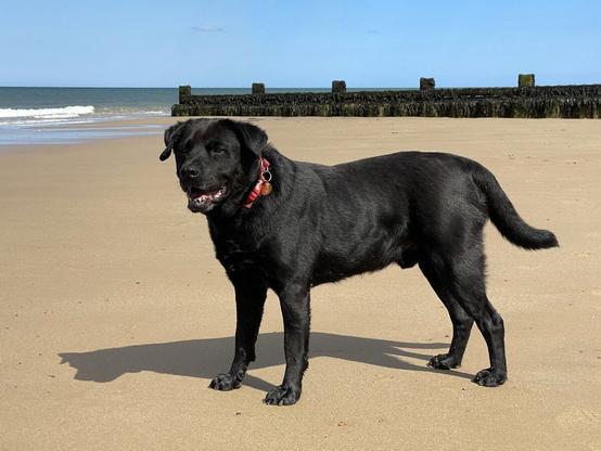 Adult black Labrador cross dog playing on the wet sand of a sunny beach. He's wearing a red collar and a brass identity tag. He has his mouth open and tongue lolling out. The sun is casting his shadow onto the sand next to him. The sea and some seaweed-covered groynes are visible in the background.