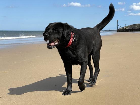 Adult black Labrador cross dog playing on the wet sand of a sunny beach. He's wearing a red collar and a brass identity tag. He has his mouth open and tongue lolling out. The sun is casting his shadow onto the sand next to him. The sea and some seaweed-covered groynes are visible in the background.