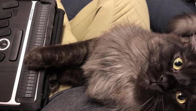 A grey cat in a person's lap with his paw on their BrailleNote Apex's Braille display as if he's reading it, looking up at the camera.