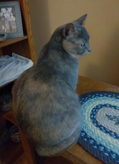 A three year old dilute tortoiseshell cat with fur in muted tones of grey, orange and white, is sitting on a low bookcase.  Her back is to the camera as she looks to the right.  Her face is in profile.  She appears to be deep in thought.