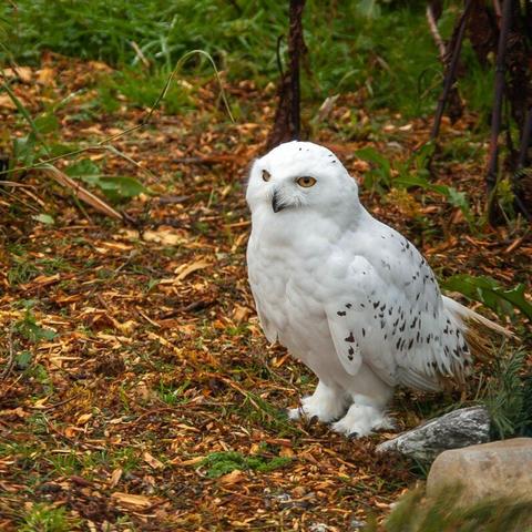 A snowy owl standing on a forest floor covered in fallen leaves. The owl is predominantly white with some black and grey markings on its feathers. It is positioned slightly to the right in the image, with its head turned to face forward. The background consists of green foliage and tree trunks, creating a natural woodland setting.