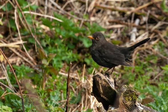 A blackbird perched on a branch amidst a natural setting. The background consists of green foliage and brown, dried plants, giving a sense of a wild, outdoor environment. The bird is primarily black with an orange eye-ring and appears to be looking towards the left side of the image.