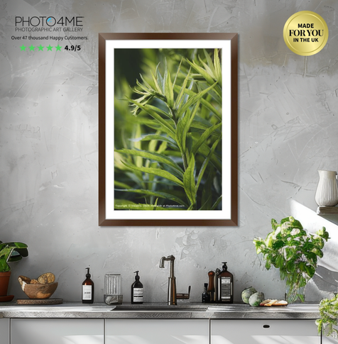 Solidago (Golden Rod) foliage. The vibrant green foliage in this close-up image creates a spiky abstract effect. The intricate patterns and textures of the leaves create a natural biophilic pattern.