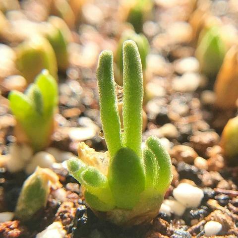 Monilaria-obconica-les-succulents-aux-oreilles-de-lapin-2