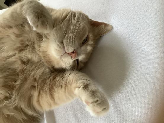 Close up of the top half of a beige tabby cat lying on his back on a white background with his paws on either side of his head.  His eyes are open and he is positioned to the left side of the picture.