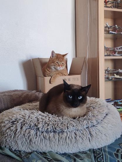 Picture of two cats. One laying on a fluffy cushion, it's a siamese cat staring at the camera with blue eyes. The other one is in a box just behind her, he is a orange cat.