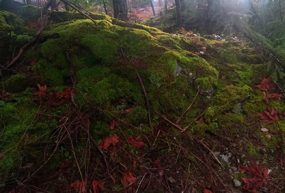 A mossy knoll on a forest floor is covered in fallen red and orange maple leaves. Thin bare branches litter the ground. The forest is dark and shaded.