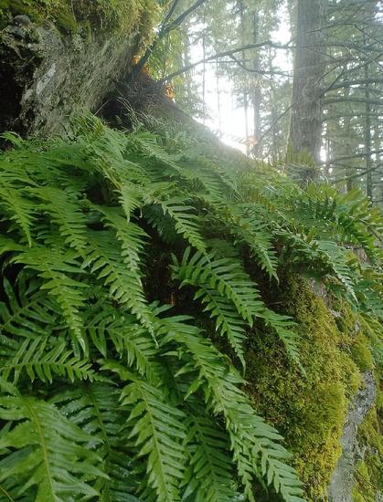 Lush green ferns blanket a small incline in a forest. The ferns are vibrant green and appear wet. The incline they cover is made of moss covered rocks. The ferns are prominent in the foreground with the background being a soft focus view of the surrounding forest.