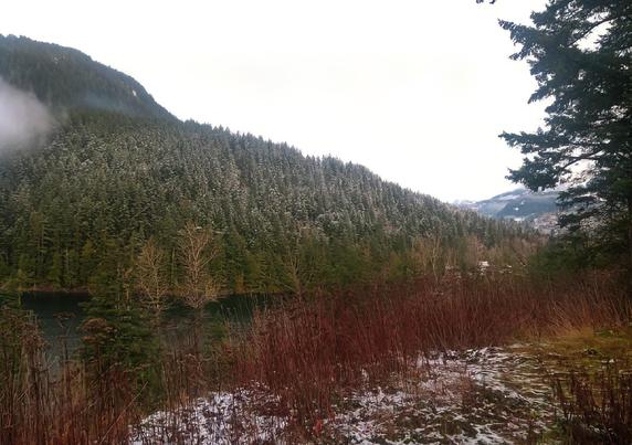 A snowy mountainside slopes down to a dark blue lake. The trees on the mountainside are covered in a light dusting of snow. In the foreground, dry brown and red grasses are dusted with snow. To the right, a tall evergreen tree frames the image. The sky is gray and cloudy.