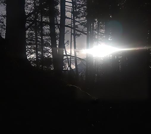The sun is shining brightly, creating starburst through the trees in a dark forest.