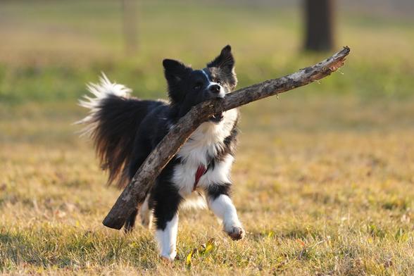 A young border collie playing with a large stick in a riverside park in Turin, Italy