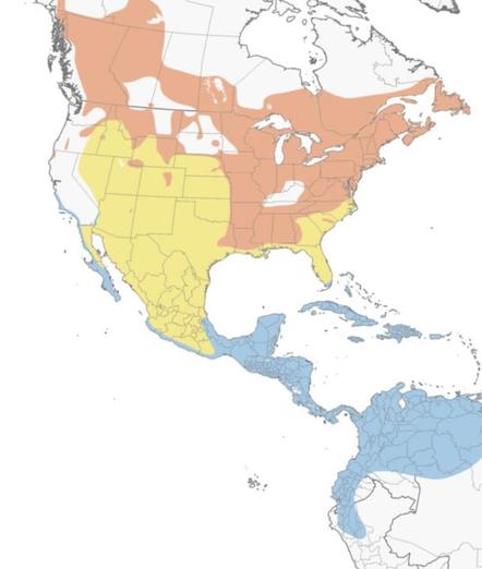 Colorful range map from all about birds illustrating the various geographies in which the bird can be found through throughout the year. There’s an almost perfect hole over Kentucky.