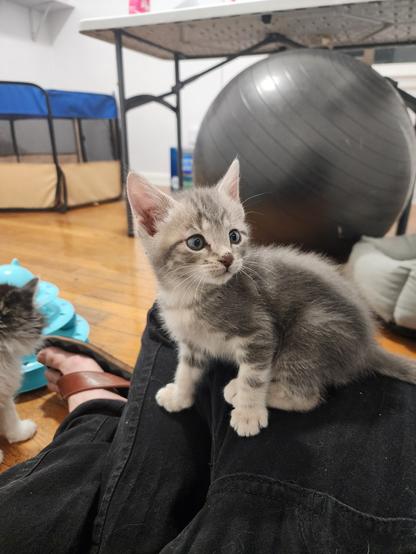 gray tabby kitten sitting on my knee, looking off-camera. I'm wearing black jeans and sandals and sitting cross-legged. in the background the other kitten is playing with my toe.