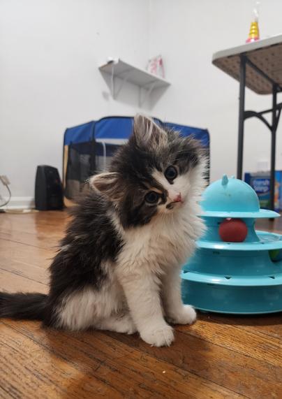 long-haired white and tabby kitten, looking at viewer with head tilted.