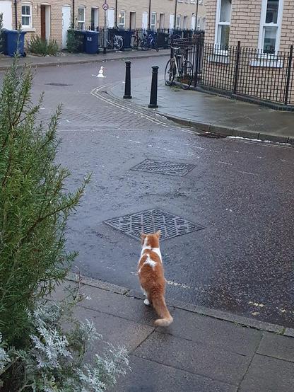 Our cat wondering what on earth that thing is in the road. (It's a tiny snowman with an enormous carrot nose!)