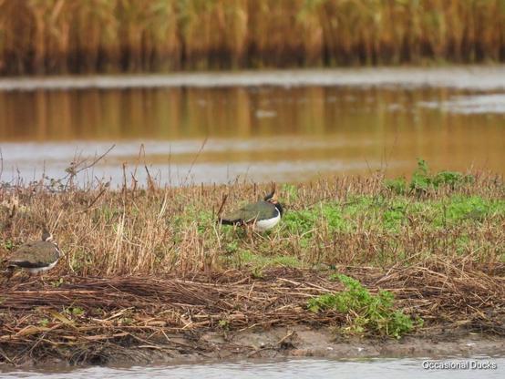 A peewit standing on a grassy spit with its head under its wing