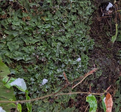 Small dark green crinkled leaves on a wet rock wall.