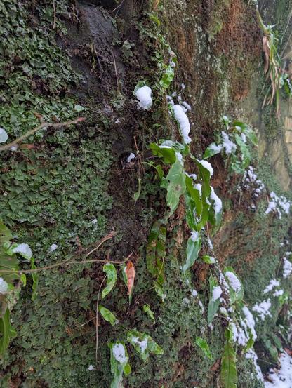 Small dark green crinkled leaves on a wet rock wall.