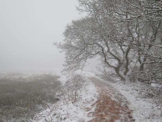 Snowy path with trees. Absence of horizon/sky, because mist/fog/whatever.
