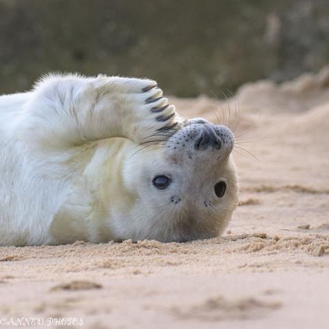 A seal pup lies on its back on sandy ground, covering its face with one flipper.