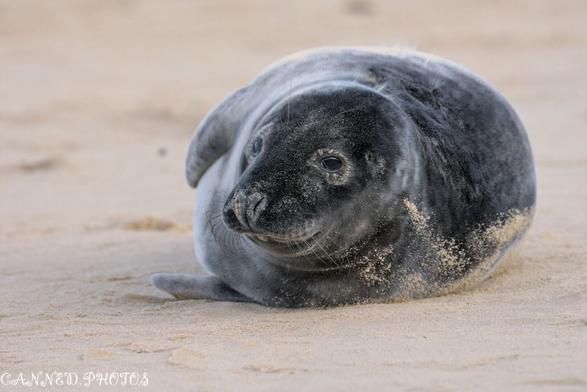 A grey seal pup lies on a sandy beach, its body covered in sand.