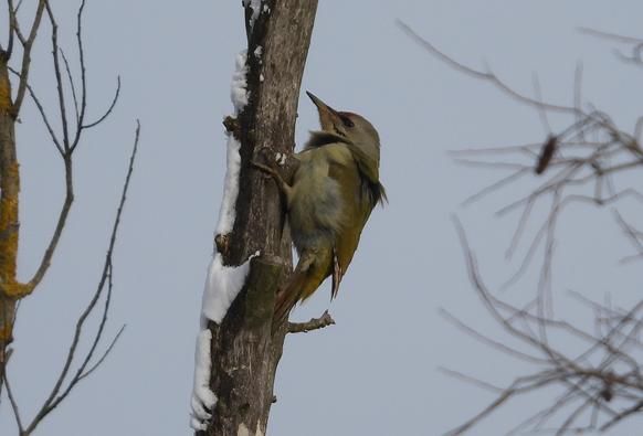A Grey-headed Woodpecker on the trunk of a young tree looking to the left in the centre of the picture.
There are some other branches on the left and right side.
The sky is blue.