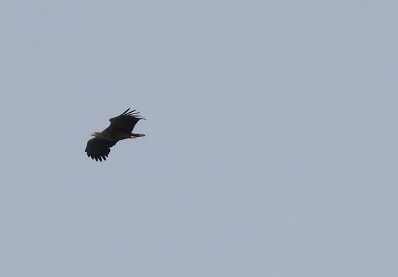A White-tailed Eagle flying in the sky on the left side of the picture.
The sky is blue.