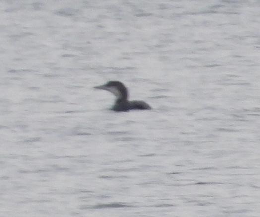 A blurry photo of a common loon swimming on the surface of a lake.