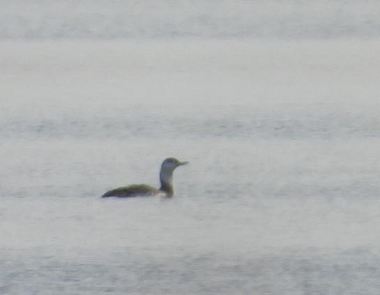 A blurry picture of a Red-throated loon swimming on the surface of a lake.