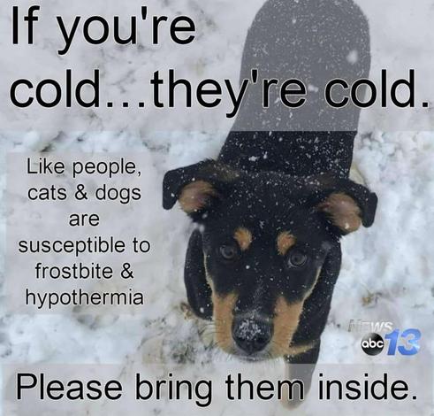 A black and tan dog stands in snow with text overlayed, advocating to bring pets inside in cold weather.