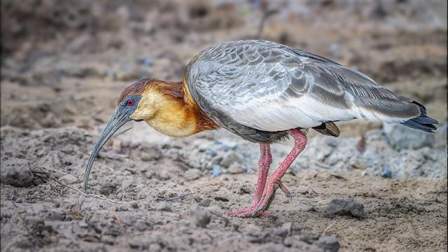 A buff necked ibis on the sandy shore of a river poking its long beak into the soft soils looking for food. See more here: https://joan-carroll.pixels.com/featured/buff-necked-ibis-pantanal-brazil-joan-carroll.html

#pantanal #brazil #ibis #buffneckedibis #bird #birdphotography #wildlife #wildlifephotography #animals #nature #southamerica #beak #redeye #plumage #feeding