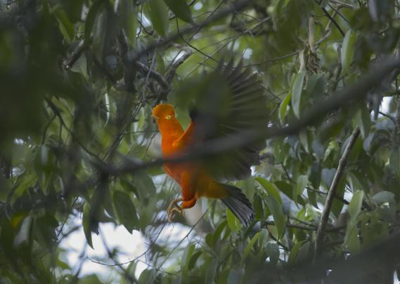 A photo of a chunky orange bird with an orange crest, virtually no visible beak, a big orange eye, and low hanging feet suggesting the bird will soon land in this thickly covered green tree.  This is a male Cock of the Rock who just got chased off by another male.  Neither went far, and the displaying at the lek continued for some time.  Near Arena Blanca, Peru only we had to scramble up the side of a steep path. Photo by Peachfront. Nov 2024.