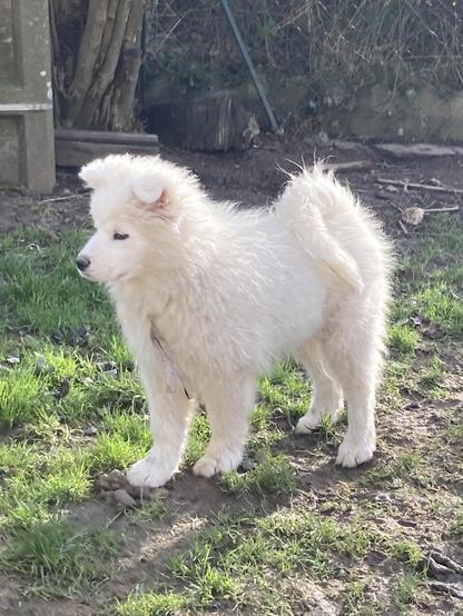 Bébé Samoyède de profil debout dans l’herbe.
