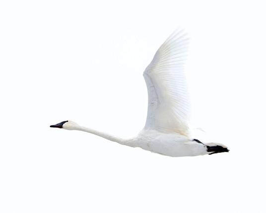 A Trumpeter Swan, a huge white bird with a black beak and feet, flies past. The sky behind it is also white.