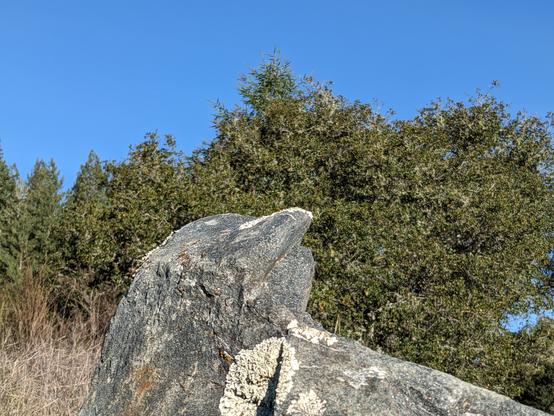 Eleanor the rock, from her South face, backed by sky and oak leaves (live)