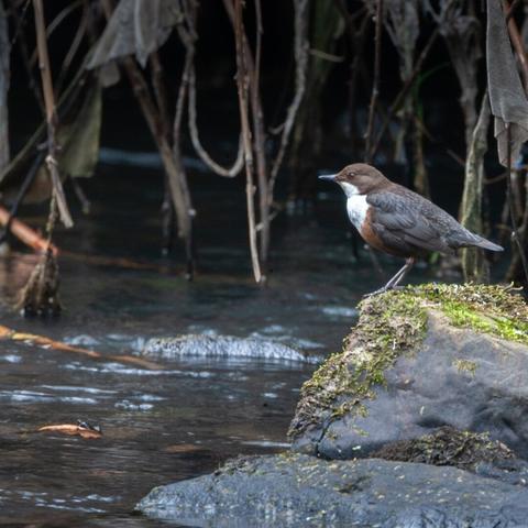 A bird perched on a moss-covered rock by the edge of a stream. The bird appears to be a dipper, recognisable by its distinctive white chest and dark plumage. The surrounding area is natural, with water flowing gently past the rock and the background featuring tall, dry reeds or grasses. The scene conveys a tranquil, natural setting typical of a stream or riverbank environment.