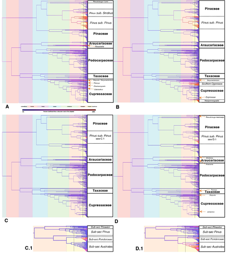 Phylogenies of conifers with fire adaptations and geological epochs visualized