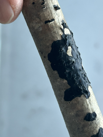 Trepinne med grå bark og et svart belegg på deler av barken