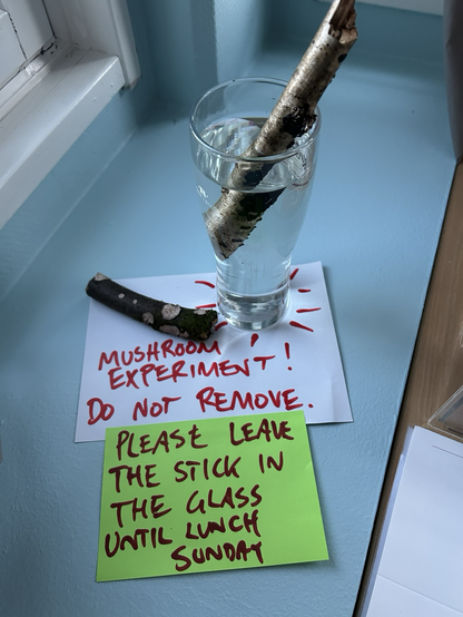 Trepinne står i et ølglass fylt med vann. Glasset står på noen papirlapper der det er skrevet med tusj: Mushroom experiment! Do not remove. Please leave the stick in the glass until lunch Sunday.