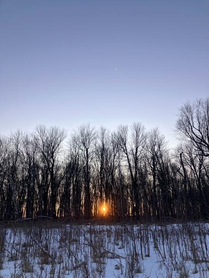 Sun setting through a stand of trees in winter. Snow on the ground and blue skies.