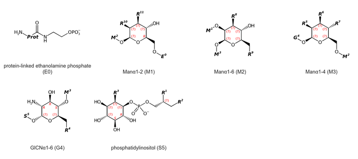 Six fragments of a complex biological compound which has the role to anchor proteins in membranes. Several fragments consist of sugar-like rings, where I've been trying to get the stereochemistry right.