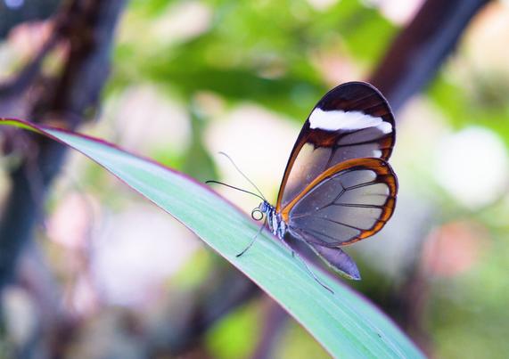 Glasswing butterfly in the butterfly house icod de los vinos, tenerife, october 2022