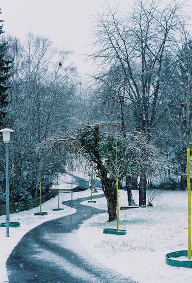 This image shows a winding pathway in a park during a snowy winter day. The ground is covered with a thin layer of snow, and snowflakes are falling lightly. Leafless trees line the pathway, their branches dusted with snow, while one prominent tree in the foreground is partially covered with green ivy. Small green bases surround young trees with their trunks wrapped in yellow tape for protection. A streetlamp stands to the left, adding to the peaceful and quiet winter atmosphere. The scene evokes a sense of calm and serenity in a natural setting.