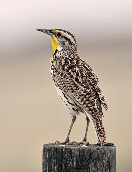 A Meadowlark sits on a fence post