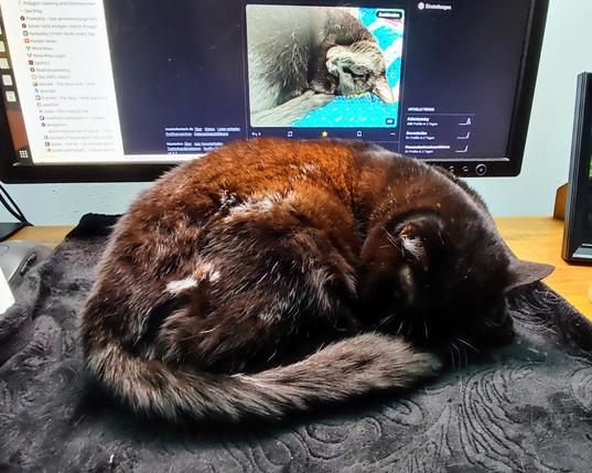 A brownish black cat with some white hairs on her hip is sleeping curled up on a black blanket in front of a display showing a Mastodon post of a sleeping black cat