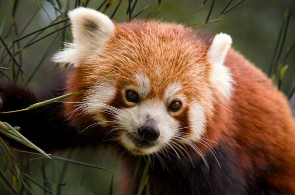 Roter Panda auf einen Ast.
