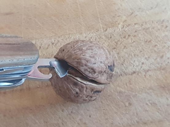 Die Schalenhälften der Walnuss wurden ein Stück weit durch drehen des Taschenmessers aufgehebelt.
