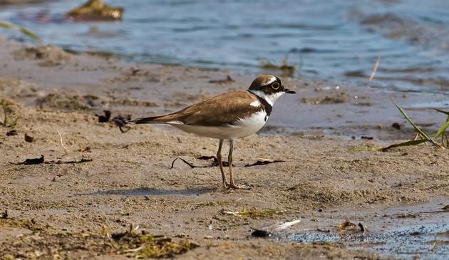 Photo d'un petit gravelot (Charadrius dubius) se tient debout sur une plage de sable humide, près d'une étendue d'eau calme. Cet oiseau, de petite taille, est reconnaissable à son plumage brun sur le dos, blanc sur le ventre, et à son collier noir distinctif autour du cou. Sa tête est ornée d'un cercle oculaire jaune vif contrastant avec son masque noir. Ses pattes sont fines et de couleur rosée. On distingue quelques débris naturels éparpillés sur le sable, tandis que l'eau scintille doucement à l'arrière-plan.