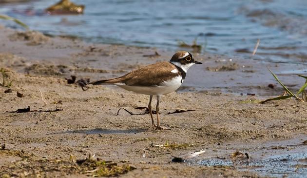 Photo d'un petit gravelot (Charadrius dubius) se tient debout sur une plage de sable humide, près d'une étendue d'eau calme. Cet oiseau, de petite taille, est reconnaissable à son plumage brun sur le dos, blanc sur le ventre, et à son collier noir distinctif autour du cou. Sa tête est ornée d'un cercle oculaire jaune vif contrastant avec son masque noir. Ses pattes sont fines et de couleur rosée. On distingue quelques débris naturels éparpillés sur le sable, tandis que l'eau scintille doucement à l'arrière-plan.